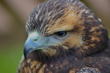 Bird of Prey
