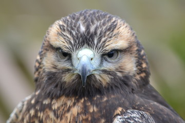 Bird of Prey
