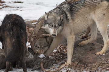 Grey Wolf (Canis lupus) Sniffs at Antler of White-Tail Deer Winter