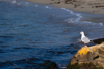 Lone seagull sitting on rocks and staring at the sea