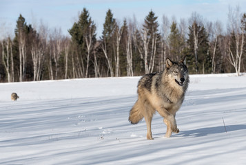 Naklejka premium Szary wilk (Canis lupus) biegnie po prawej inny wilk w tle zimy