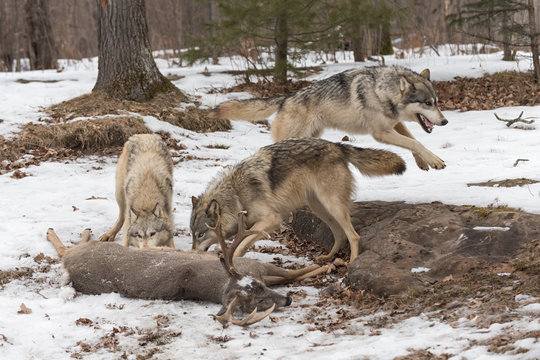 Grey Wolf (Canis lupus) Leaps Right Behind Two at Deer Carcass Winter