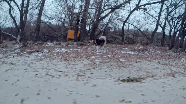 A large beautiful dog with long hair Malamut breed runs between the trees and along the river beach