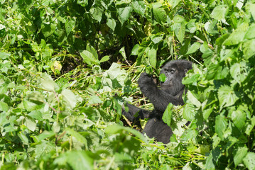 weiblicher Berggorilla im Dschnugel von Sumatra