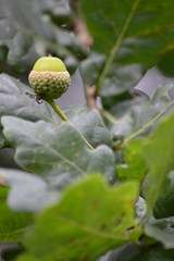 Fototapeta premium Acorn