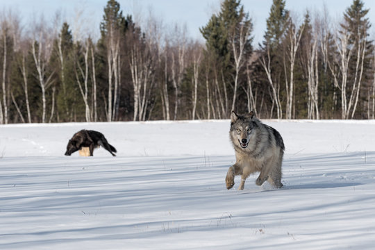 Grey Wolf (Canis lupus) Bounces Forward Other Wolves in Background Winter