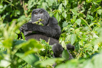 weiblicher Berggorilla im Dschnugel von Sumatra
