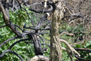 Fototapeta premium Twisted Trees