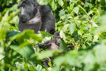 weiblicher Berggorilla im Dschnugel von Sumatra