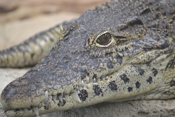 Obraz premium Reptile