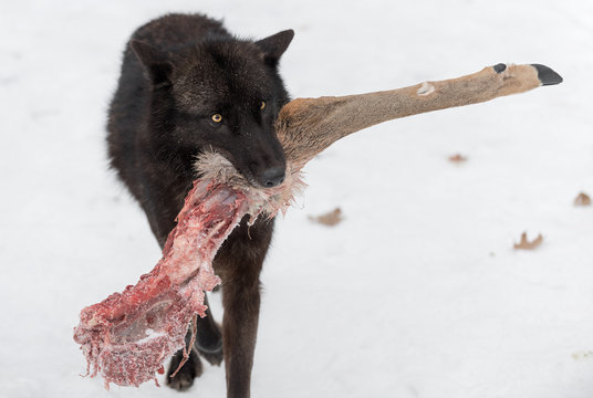 Black Phase Grey Wolf (Canis lupus) Walks Forward With Deer Leg Winter