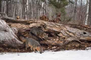 Grey Foxes (Urocyon cinereoargenteus) Sniff Around Log Winter