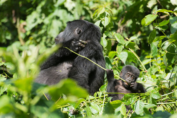 weiblicher Berggorilla im Dschnugel von Sumatra