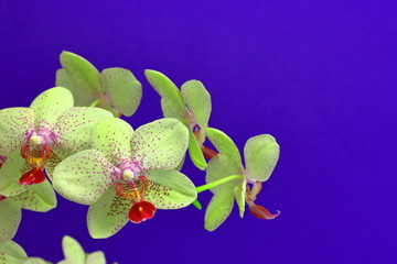 A color image of a Phalaenopsis orchid with a blue background.
