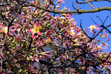 Florettseidenbaum (Ceiba speciosa)