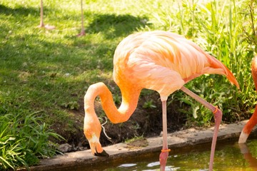 Fototapeta na wymiar Flamingo