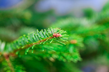Christmas tree branches with Christmas lights, texture, blurry background