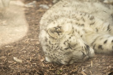Snow Leopard