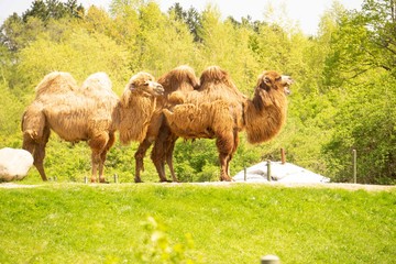 Camel