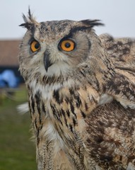 Bird of Prey