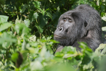 männlicher Berggorilla Silberrücken im Dschungel von Uganda