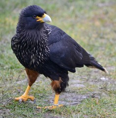Bird of Prey