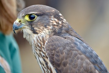 Bird of Prey