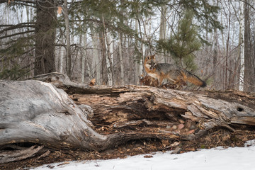 Grey Fox (Urocyon cinereoargenteus) Stands on Top of Log With Chunk of Meat Winter