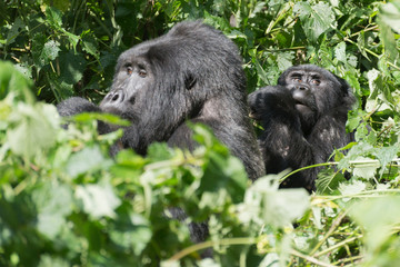 männlicher Berggorilla Silberrücken im Dschungel von Uganda