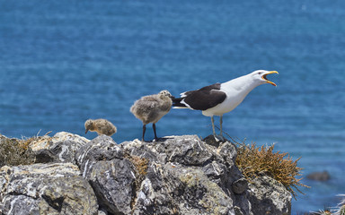 Seagull in the island, day to day of this animals with chicks - fly and walks - Sequence of photos