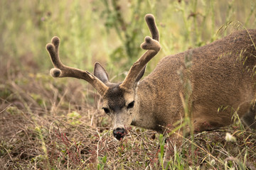 Black tailed Deer