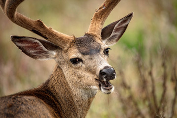 Black tailed Deer