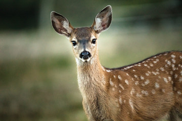 Black tailed Deer Fawn