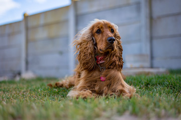 english cocker spaniel