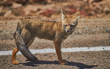 Grey Fox Culpeo relax in Desert of Chile South of World