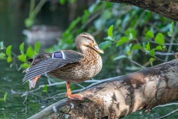 canard