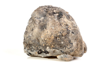 Macro mineral stone agate kidney gerbera on white background close up