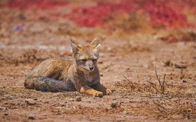 Grey Fox Culpeo relax in Desert of Chile South of World