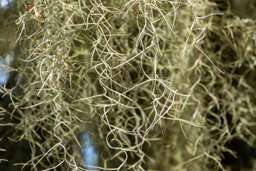 Spanish moss (Tillandsia usneoides) closeup - Pine Island Ridge Natual Area, Davie, Florida, USA