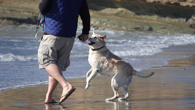 An Excited Dog Jumps And Waits For Ball To Be Thrown