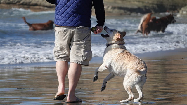 An Excited Dog Jumps And Waits For Ball To Be Thrown