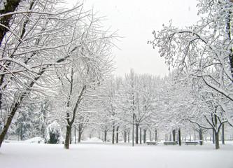 Alberi spogli e neve al parco