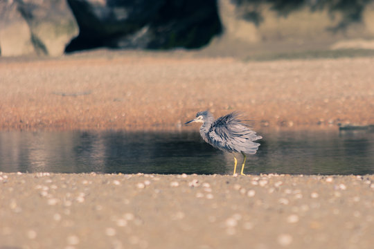 Tasman Bird