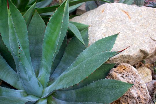 Agave, succulent cactus of mexican origin