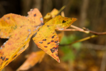 Autumn leaves in the breeze