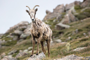 Big Horned Sheep