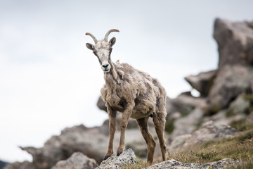 Big Horned Sheep