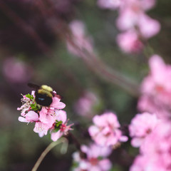 bee on a flower