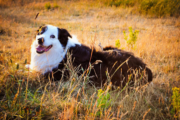 Dog resting in countryside landscape
