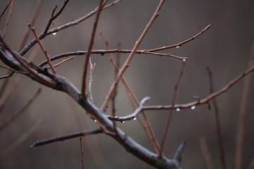 Fototapeta na wymiar water drops over tree branch.